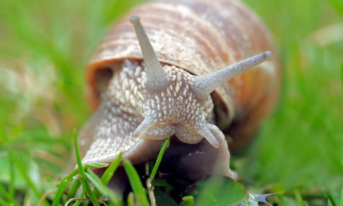 The Snail