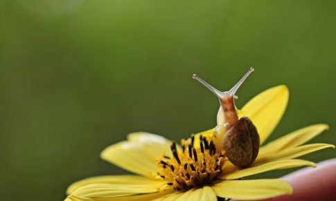 The Snail Breeding Unit