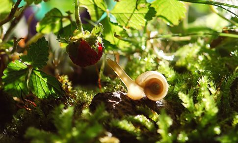 The Production Cycle of the Snail