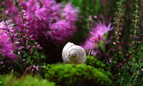 The Snail Breeding