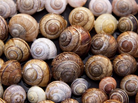 The Biological cycle of the Snail