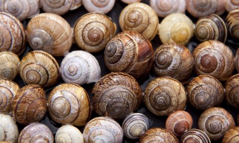 The Biological cycle of the Snail